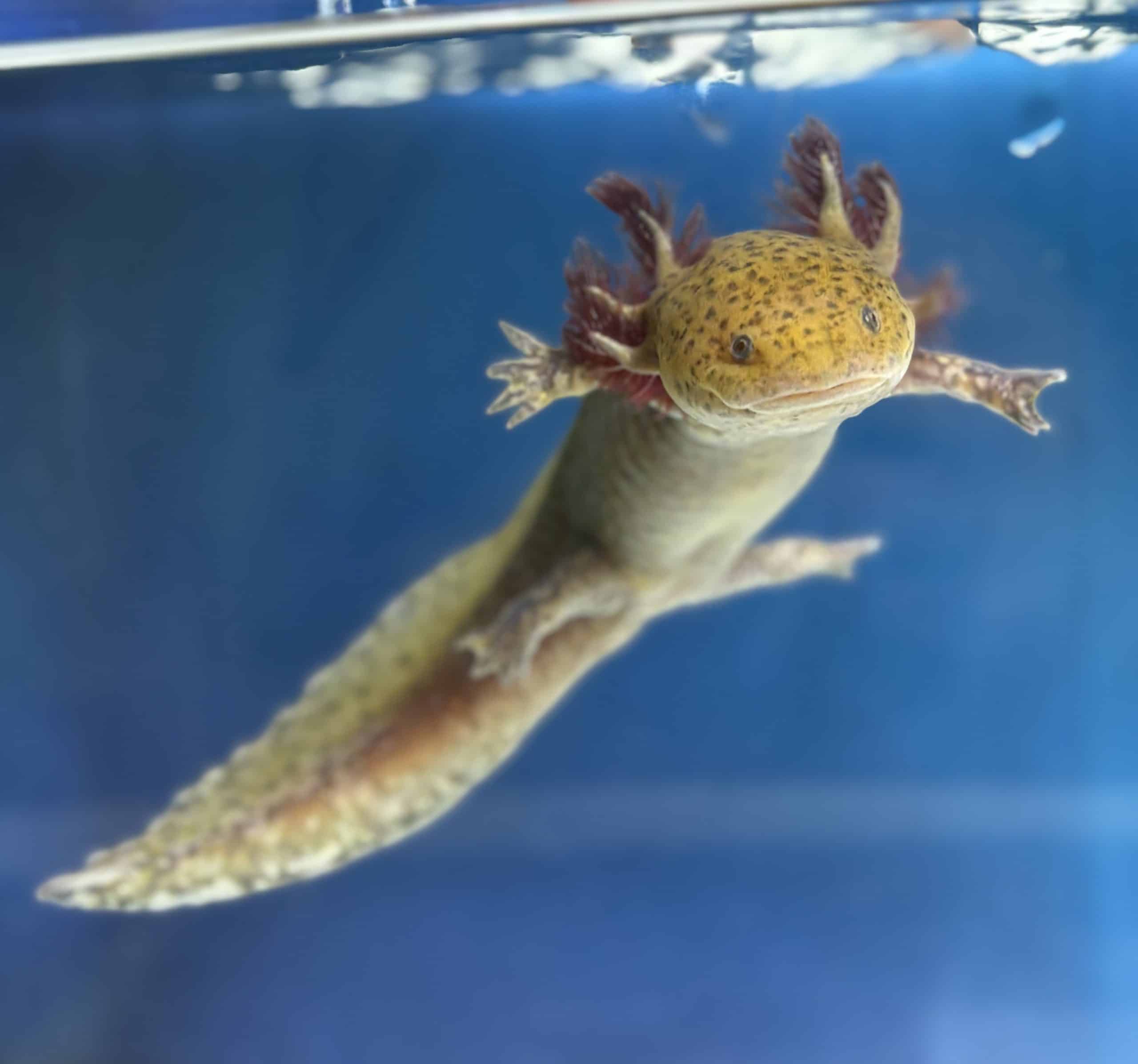 21cm B grade Female (3)
