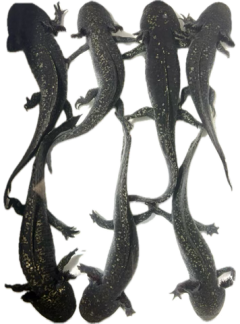 Dark Mosaic Axolotls – B Grade Adults – Only 7 Available