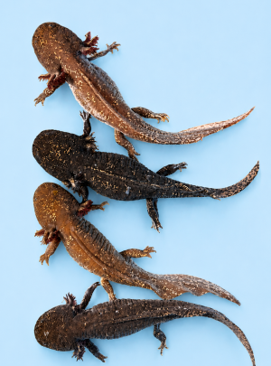 Mosaic Adults – B grade – Around 20 cm