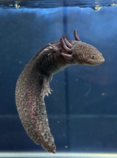 Spotted melanoid- Male 20cm- B grade – ‘Ace’