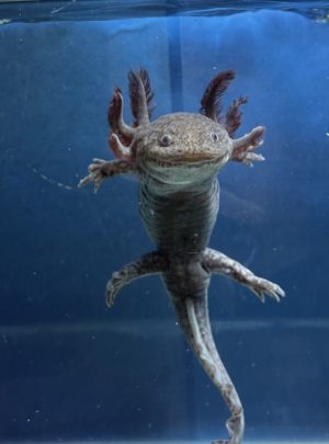Spotted melanoid- Male 20cm- B grade – ‘Ace’