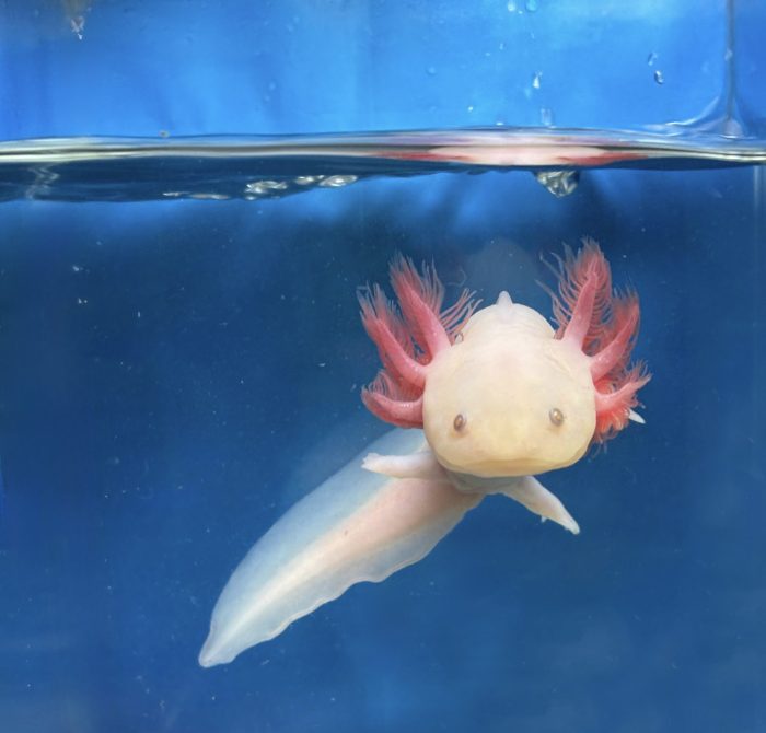 Albino