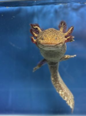 Copper Axolotl – Female 20cm – B grade – ‘Amber’