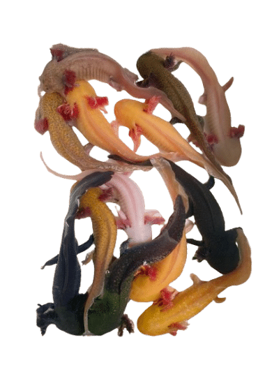 Axolotls seconds