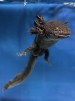 Black Starburst – 23cm Male- B grade – ‘Bear’