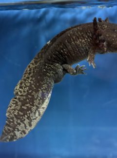 Black Starburst – 23cm Male- B grade – ‘Bear’