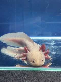Hypo melanistic Melanoid – 20cm Male – B grade – ‘Bingo’