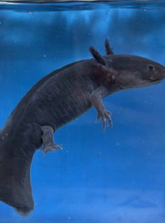 A Grade Adult Black Axolotls