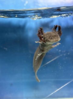 Black Melanoid Axolotl – Young
