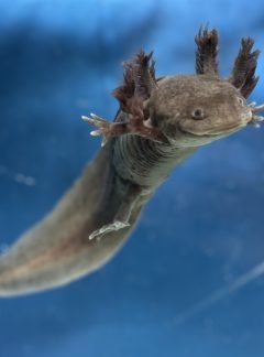 Black Melanoid Axolotl – Young