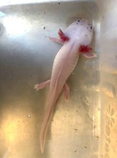 Dirty Lucy – 21cm Male – Boba