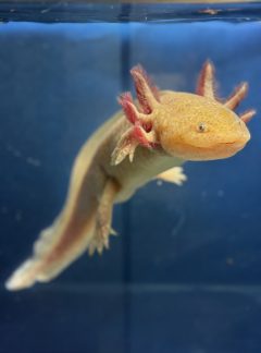 Copper Axolotl- 21cm Male- B grade – ‘Cheeto’