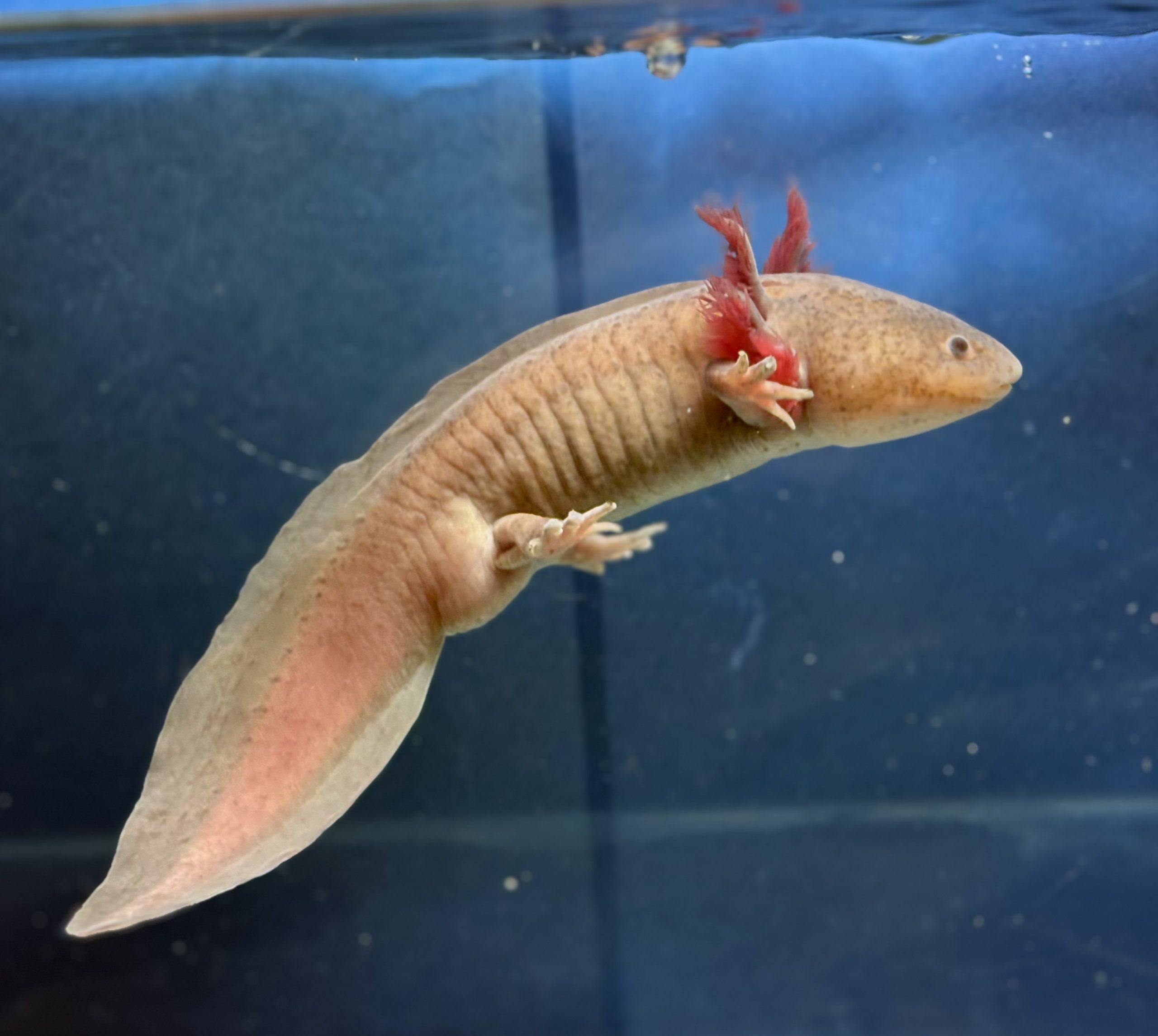22cm male