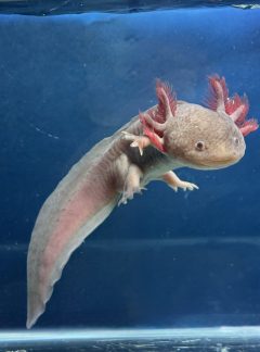 Melanoid Copper Axolotl- Male 22cm – ‘Cosmo’