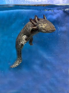 B Grade Special Dark Mosaic coloured Axolotls available around 20cm