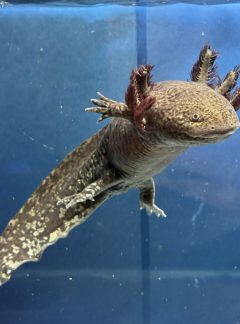 Starburst Axolotl- 19cm Female – B grade- ‘Effie’