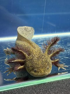 Special Copper Axolotl – 20cm Female – ‘Fern’