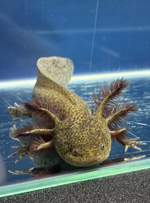 Special Copper Axolotl – 20cm Female – ‘Fern’