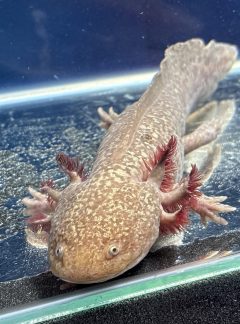 Special Brown Mosaic – 21cm Female – B grade – Handpicked- Ginger