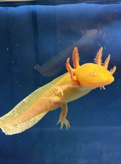 Golden Albino Axolotl – Young