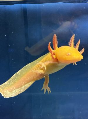 Golden Albino Axolotl – Young
