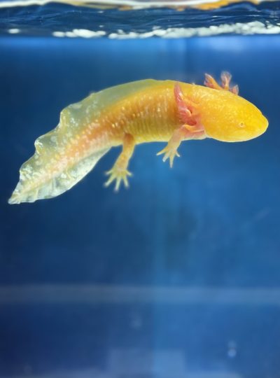 GOLDEN STARBURST AXOLOTL – NEKO