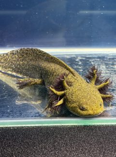 Wild Type (Camo) Axolotl- 18cm Male – B grade- ‘Grinch’
