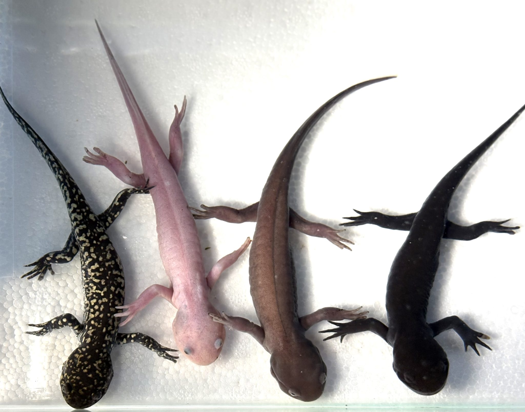 Morphed Axolotls - AXOLOTLS AUSTRALIA