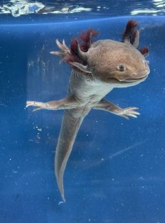 Hypo melanistic Melanoid – B grade Female – 23cm – Hand Picked – Darla