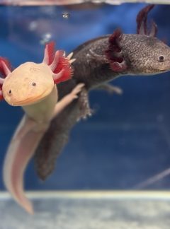 Female pair 19cm – White (Lola) – leopard copper (Willow)