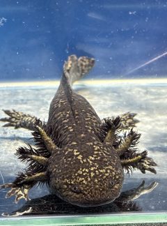 Special mosaic – Unisex 19cm – B grade -Handpicked – Raven