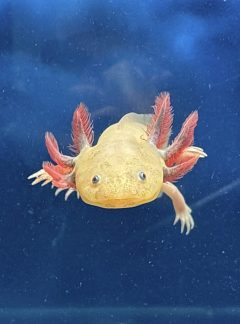 Blue-Gill Dirty (Leucistic) Axolotl – Young