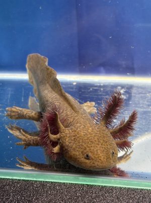 Copper axolotl – Unisex 20cm – Handpicked – Stormy