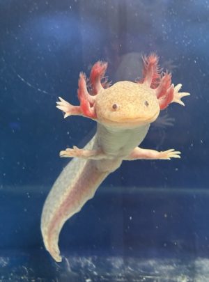 Melanoid Leopard copper – 19cm Female – B grade- ‘Freckles’