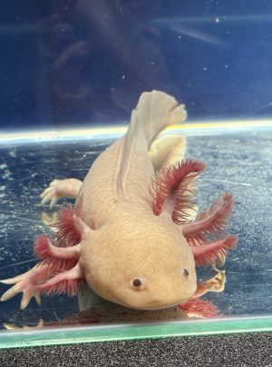 Hypo melanistic melanoid Axolotl- 21cm Unisex – B grade – ‘Smokey’