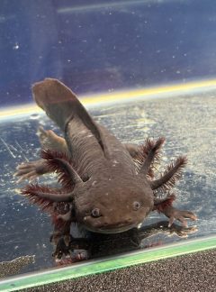 Melanoid black axolotl – 19cm Female – Handpicked – Coco