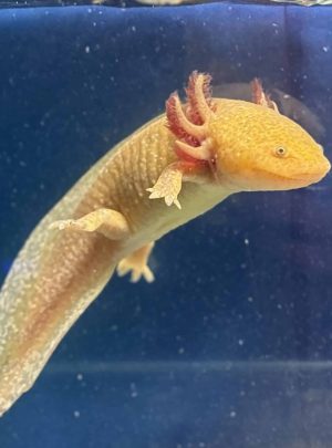 Copper Axolotl – B grade Female – 20cm – Hand Picked – Dandelion