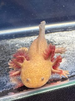 Spotted copper – Female 19cm- B grade – Handpicked – Butter