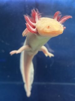 Albino Axolotl – 21cm Female – B grade – Handpicked – Lollie