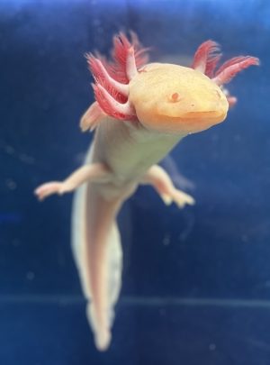 Albino Axolotl – 21cm Female – B grade – Handpicked – Lollie