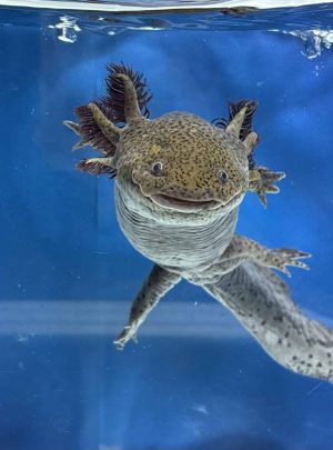 Wild type – 23cm Female – B grade- ‘Olive’