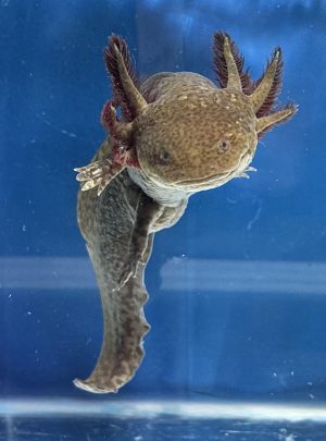 Copper axolotl – Male 21cm – Handpicked – Ollie