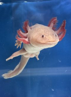 Hypo melanistic melanoid Axolotl – Male 21cm – B grade -Handpicked – ‘Spyro’