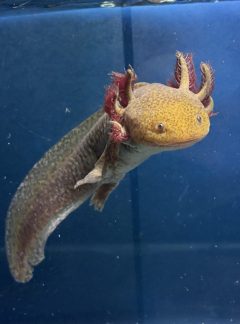 Special copper Axolotl- Female 20cm – B grade- Hand Picked- ‘Fawn’