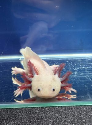 White Axolotl – B grade – Male 21cm – ‘Ghost’
