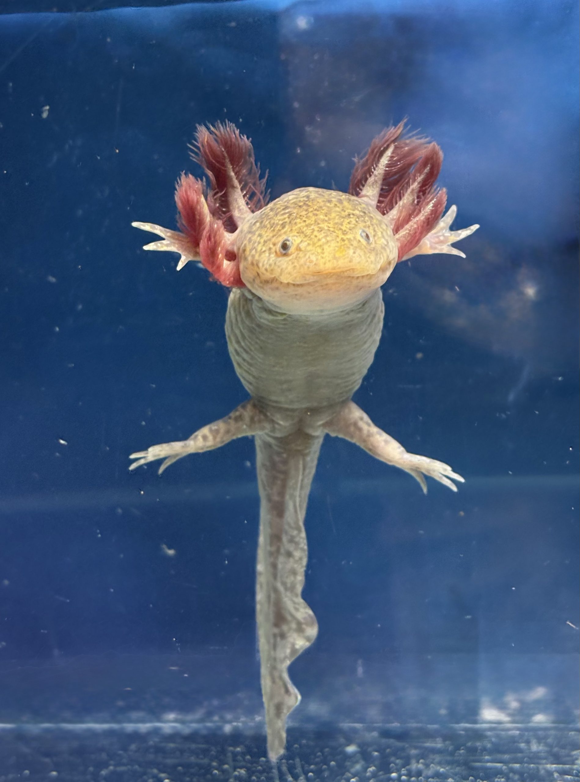 18cm Uni