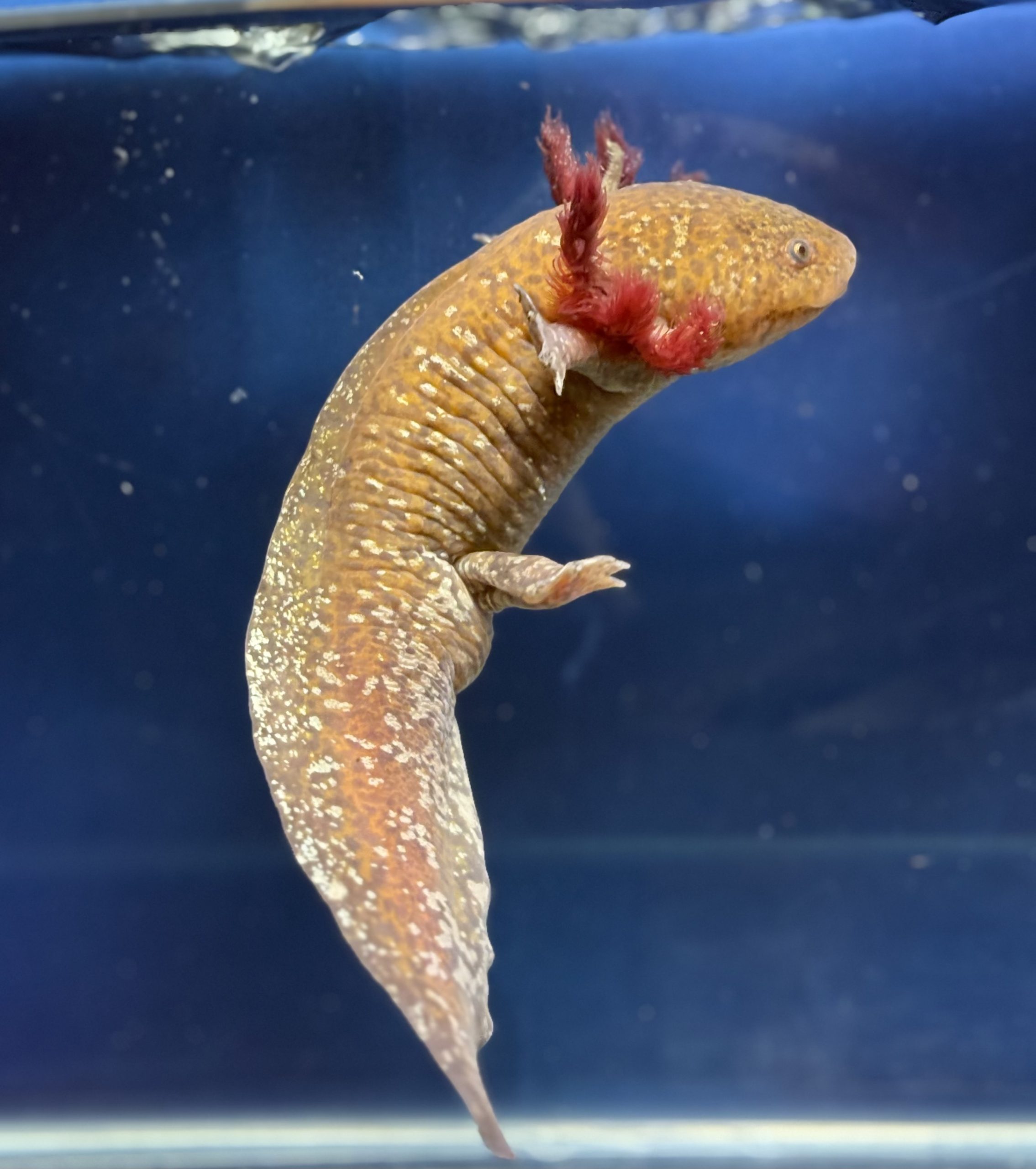 18cm male 18cm male