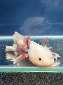 Blue gill Axolotl- 16cm Male- B grade – ‘Snow’