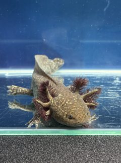 Starburst Axolotl- 22 Male – B grade- ‘Atlas’