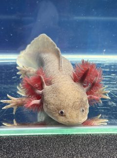 Melanoid Copper Axolotl – 22cm Female – ‘Amethyst’